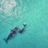 ⁦Samaná Whale Watching + Cayo Levantado (Bacardi Island).⁩ – תמונה ⁦21⁩