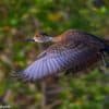 Los Haitises Taino's Canoe + Mountain Bike Tour - Image 12