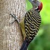 Los Haitises National Park  and Cayo Levantado From Punta Cana - 图片 17